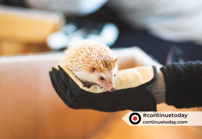 An exotic pet hedgehog on someone's hand