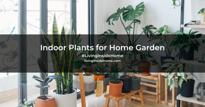 Indoor Plants for Home Garden banner image