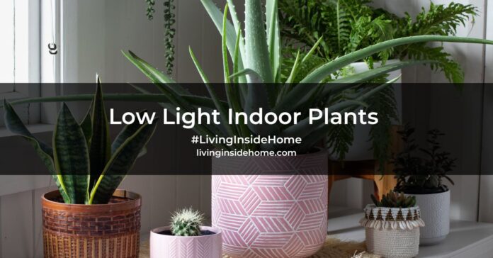 Low light indoor plants banner image